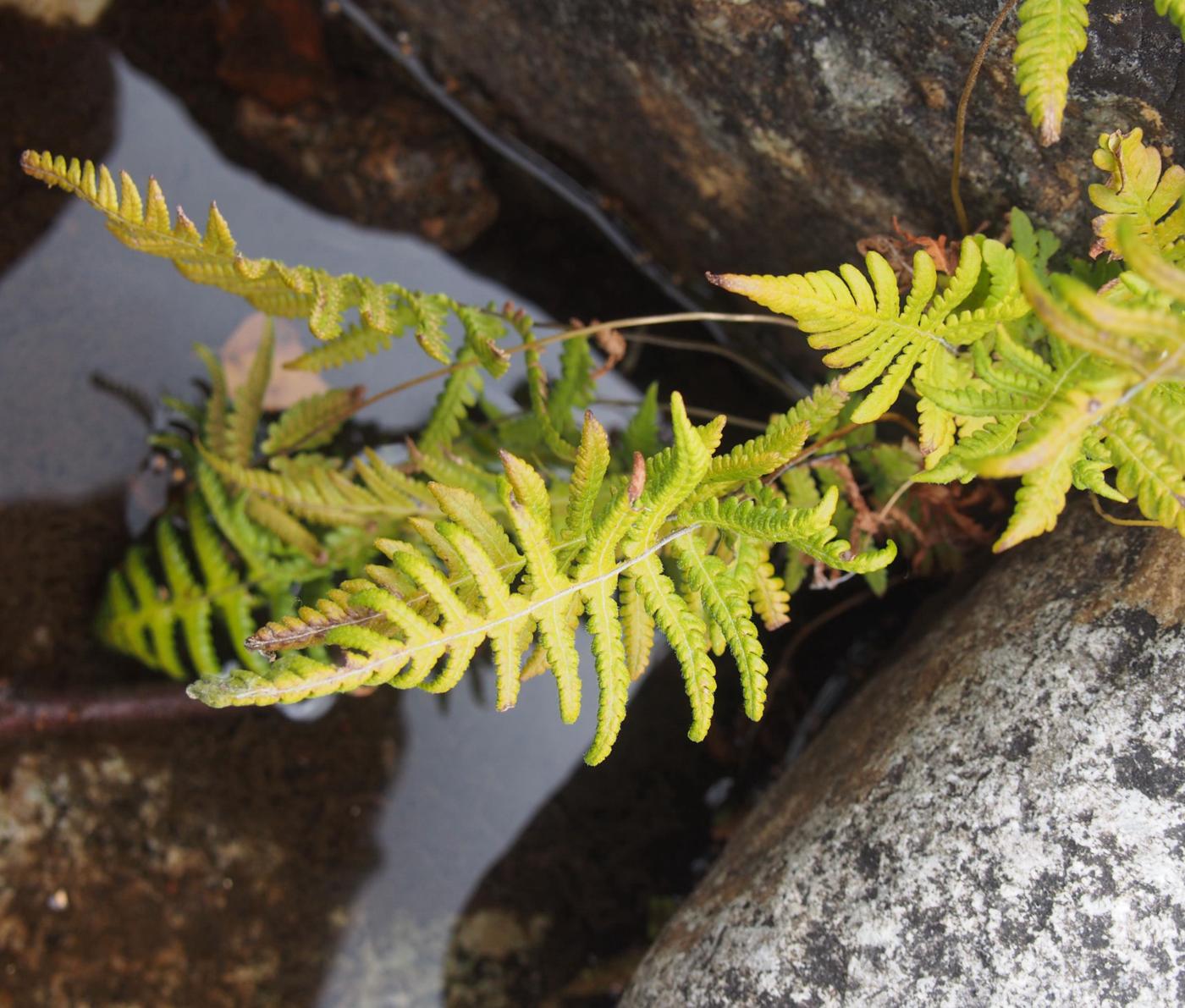 Fern, Beech leaf